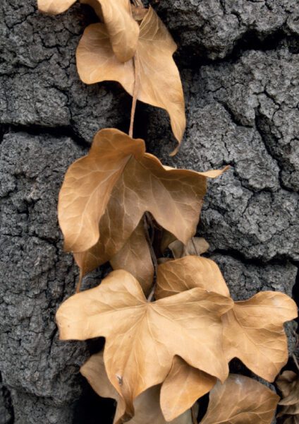 Braune Herbstblätter auf grauem Betonboden