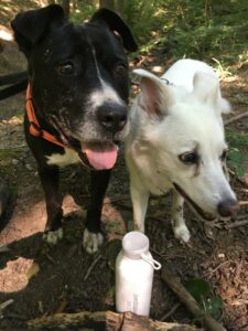 ipcenter Trinkflasche und Hunde
