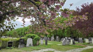 Blühender Baum am Friedhof